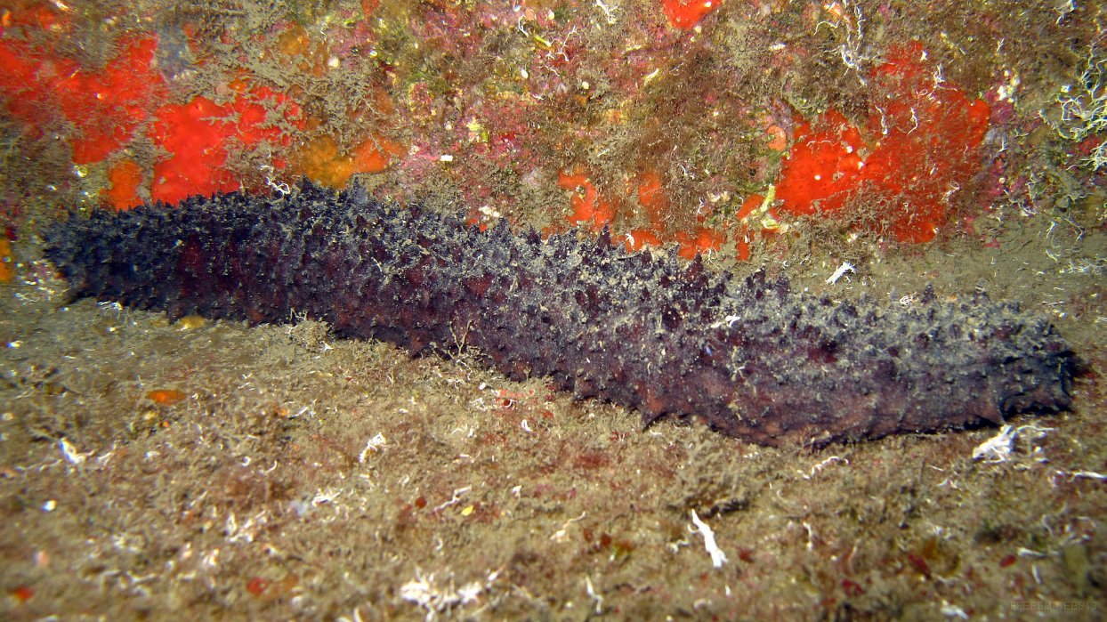 120 Holothurie tubuleuse (Holothuria tubulosa).JPG - Holothurie tubuleuse (Holothuria tubulosa) : Plus allongé que H. forskali, n'a jamais de points blancs, a une coloration brune et non noire